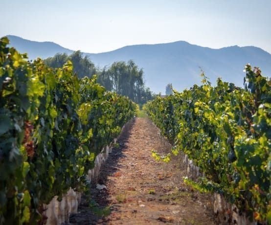 Tour de vinícolas no Chile